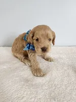 Leon, a male Cockapoo for sale in Louisburg, NC – Photo 2 of 10