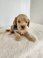 Leon, a male Cockapoo for sale in Louisburg, NC – Photo 9 of 10