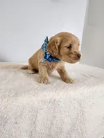 Leon, a male Cockapoo for sale in Louisburg, NC – Photo 7 of 10