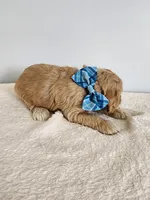 Leon, a male Cockapoo for sale in Louisburg, NC – Photo 10 of 10