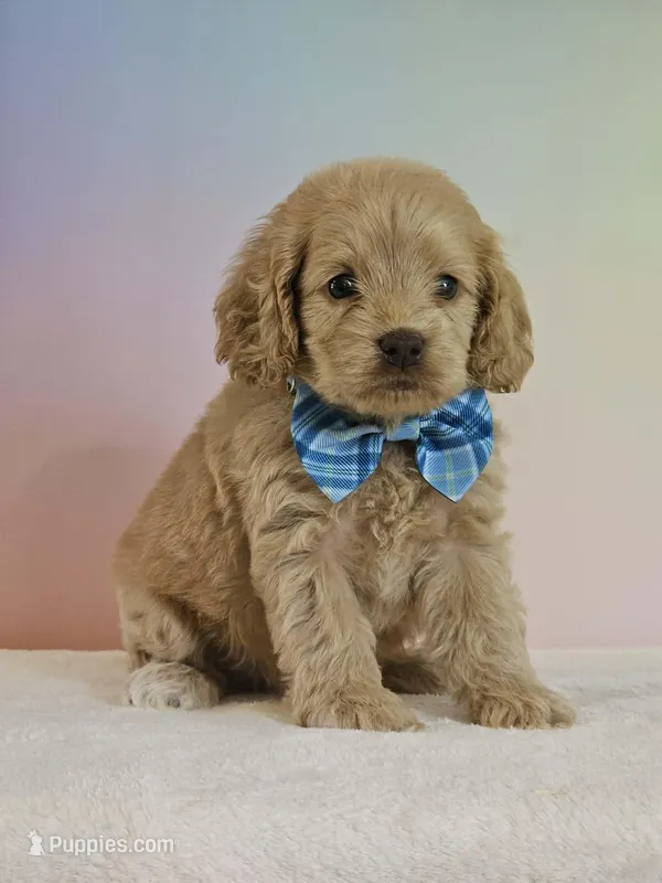 Leon – Cockapoo puppy for sale in Louisburg, NC