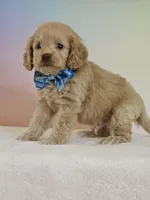 Leon, a male Cockapoo for sale in Louisburg, NC – 6 of 7