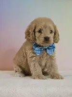 Leon, a male Cockapoo for sale in Louisburg, NC – 5 of 7