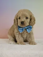 Leon, a male Cockapoo for sale in Louisburg, NC – 3 of 7