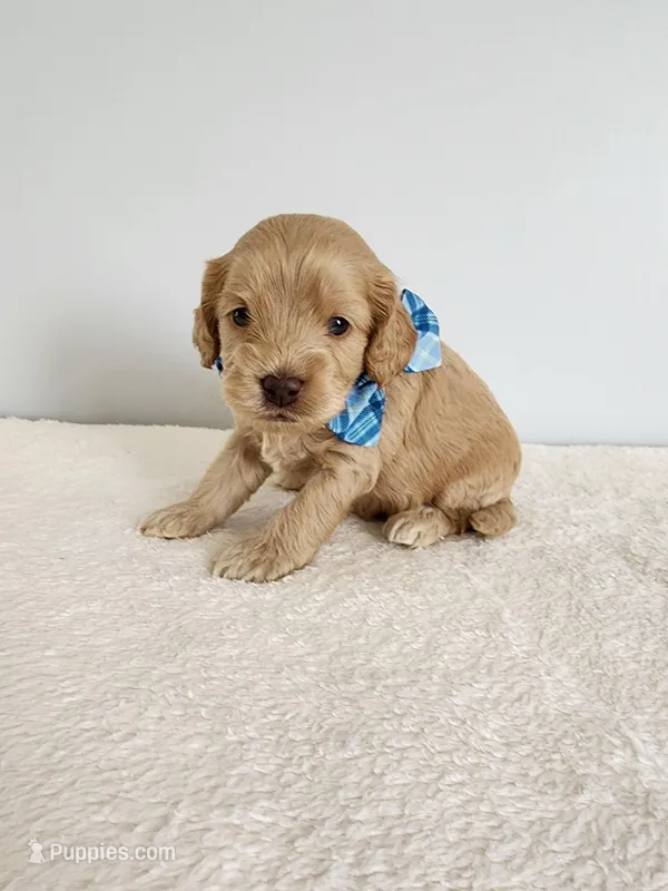 Leon – Cockapoo puppy for sale in Louisburg, NC