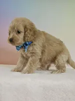 Leon, a male Cockapoo for sale in Louisburg, NC – 4 of 7