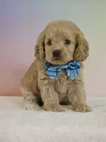 Leon, a male Cockapoo for sale in Louisburg, NC – 7 of 7