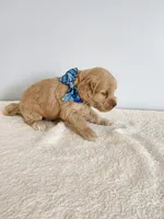 Leon, a male Cockapoo for sale in Louisburg, NC – Photo 6 of 10