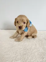 Leon, a male Cockapoo for sale in Louisburg, NC – Photo 4 of 10