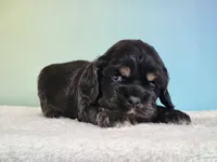 Paris, a female Cocker Spaniel for sale in Louisburg, NC – 4 of 8