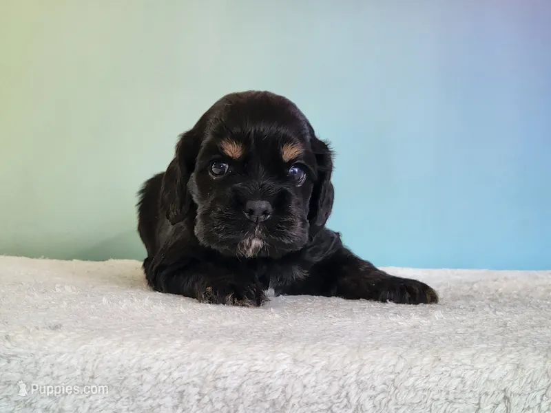 Paxton  – Cocker Spaniel puppy for sale in Louisburg, NC