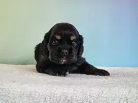 Paxton , a male Cocker Spaniel for sale in Louisburg, NC – 1 of 8