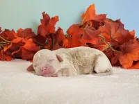 Raya, a female Cockapoo for sale in Louisburg, NC – 6 of 8
