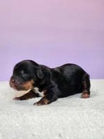 Olive, a female Cockapoo for sale in Louisburg, NC – Photo 6 of 10