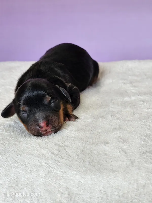 Olive, a female Cockapoo for sale in Louisburg, NC – Photo 1 of 10