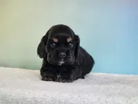 Paxton , a male Cocker Spaniel for sale in Louisburg, NC – 8 of 8