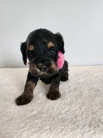 Lydia, a female Cockapoo for sale in Louisburg, NC – Photo 2 of 10