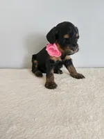 Lydia, a female Cockapoo for sale in Louisburg, NC – Photo 8 of 10