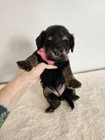 Lydia, a female Cockapoo for sale in Louisburg, NC – Photo 10 of 10