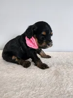 Lydia, a female Cockapoo for sale in Louisburg, NC – Photo 7 of 10