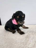 Lydia, a female Cockapoo for sale in Louisburg, NC – Photo 3 of 10