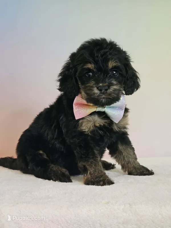 Lydia – Cockapoo puppy for sale in Louisburg, NC