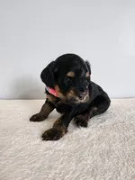 Lydia, a female Cockapoo for sale in Louisburg, NC – Photo 4 of 10