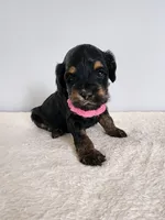 Lydia, a female Cockapoo for sale in Louisburg, NC – Photo 1 of 10
