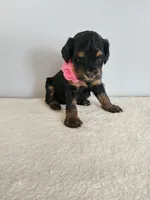 Lydia, a female Cockapoo for sale in Louisburg, NC – Photo 5 of 10