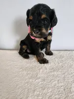 Lydia, a female Cockapoo for sale in Louisburg, NC – Photo 9 of 10