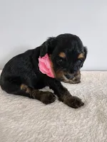 Lydia, a female Cockapoo for sale in Louisburg, NC – Photo 6 of 10