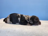 Omar, a male Cockapoo for sale in Louisburg, NC – Photo 1 of 9