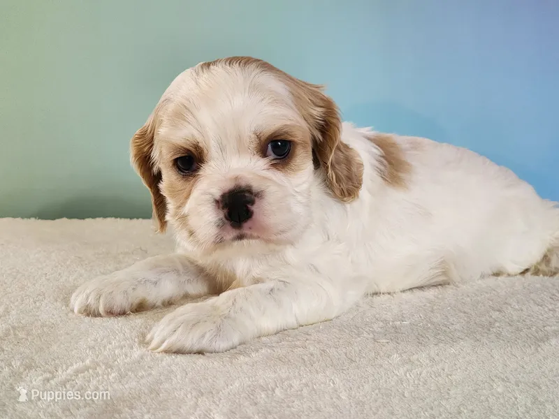 Milo – Cocker Spaniel puppy for sale in Louisburg, NC