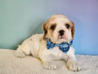 Milo, a male Cocker Spaniel for sale in Louisburg, NC – 2 of 10