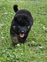 Gidget, a female German Shepherd Dog for sale in Louisburg, NC – Photo 6 of 10