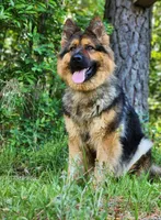 Gidget, a female German Shepherd Dog for sale in Louisburg, NC – Photo 7 of 10