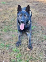 Gidget, a female German Shepherd Dog for sale in Louisburg, NC – Photo 9 of 10
