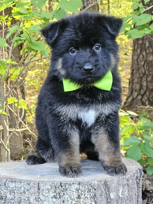 Gidget, a female German Shepherd Dog for sale in Louisburg, NC – Photo 1 of 10