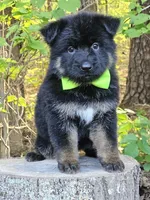 Gidget, a female German Shepherd Dog for sale in Louisburg, NC – Photo 1 of 10