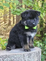 Gidget, a female German Shepherd Dog for sale in Louisburg, NC – Photo 2 of 10