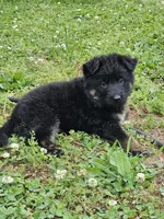 Gidget, a female German Shepherd Dog for sale in Louisburg, NC – Photo 3 of 10