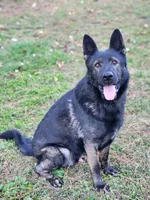Gidget, a female German Shepherd Dog for sale in Louisburg, NC – Photo 10 of 10