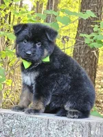 Gidget, a female German Shepherd Dog for sale in Louisburg, NC – Photo 5 of 10