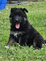 Gidget, a female German Shepherd Dog for sale in Louisburg, NC – Photo 4 of 10