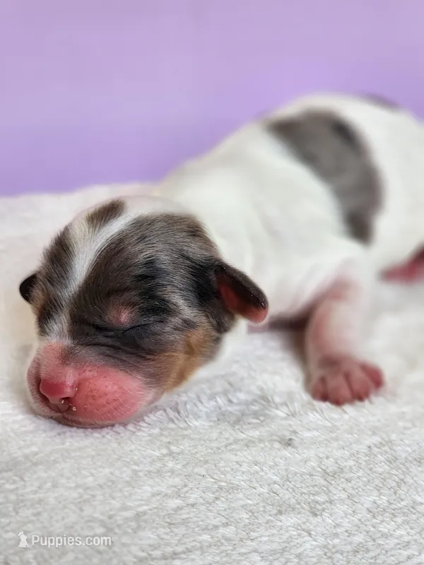 Opal – Cockapoo puppy for sale in Louisburg, NC