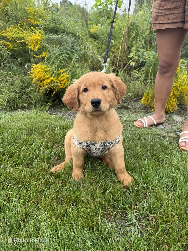 Zeus – English Cream Golden Retriever puppy for sale in Paterson, NJ