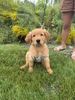 Zeus, a male English Cream Golden Retriever for sale in Paterson, NJ – 1 of 1