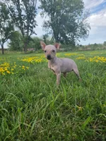 Bambi , a female American Hairless Terrier for sale in Medford, MA – 3 of 8