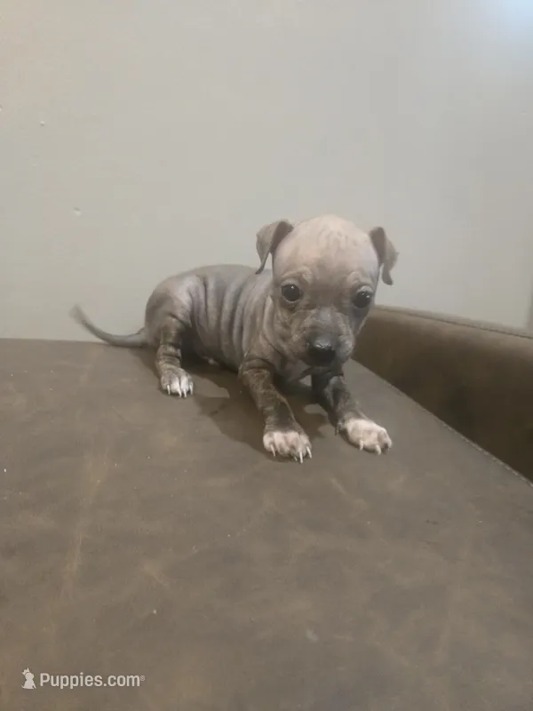 Rocket – American Hairless Terrier puppy for sale in Medford, MA