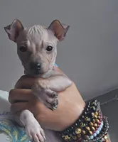 Bambi , a female American Hairless Terrier for sale in Medford, MA – 2 of 4